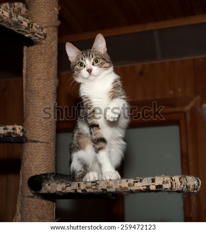 Striped and white little kitten sitting on scratching posts