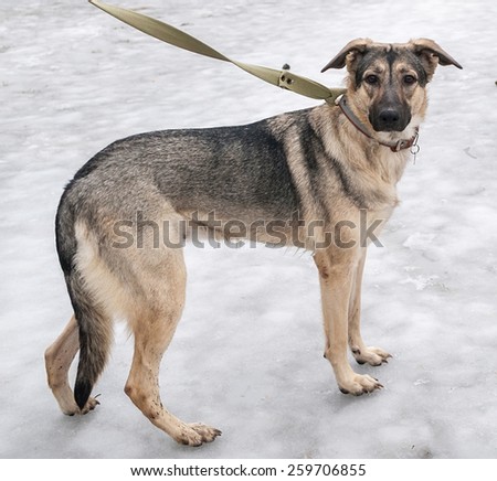 Gray and yellow dog standing on gray ice