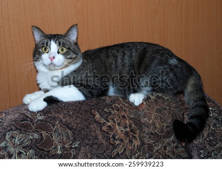 White and tabby cat lying on back of motley chair