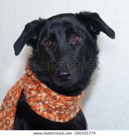 Black dog in brown knitted scarf