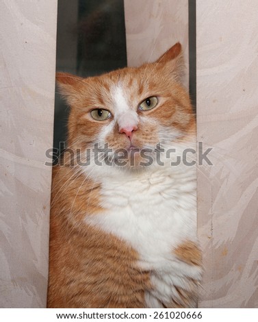 Thick red and white cat hiding behind curtains