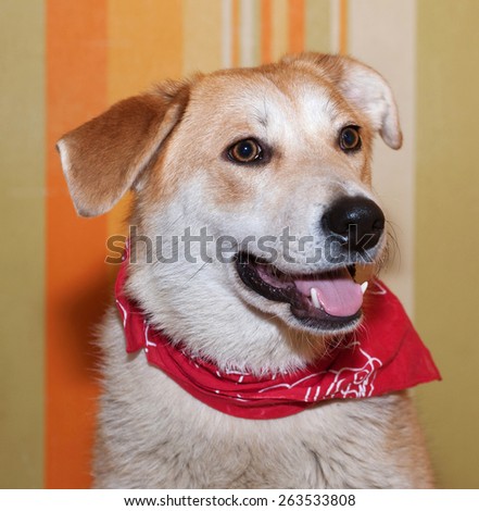 Red dog in red bandanna on background of striped wallpaper