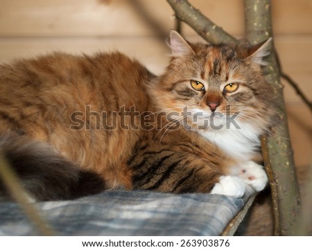 Tricolor fluffy cat lies on scratching post