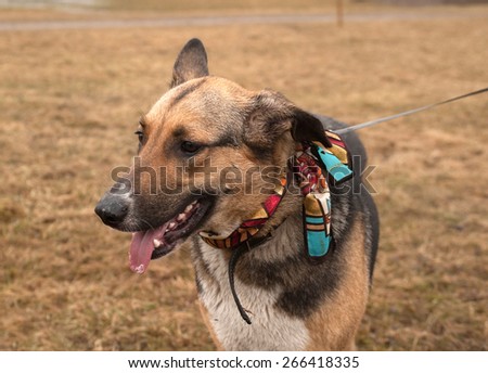 Yellow and black dog in colorful bandanna standing on background of autumn grass