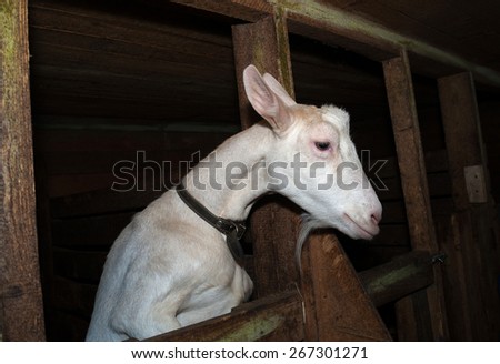 Saanen white female goat in barn