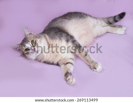 Gray striped fat cat lying on lilac background