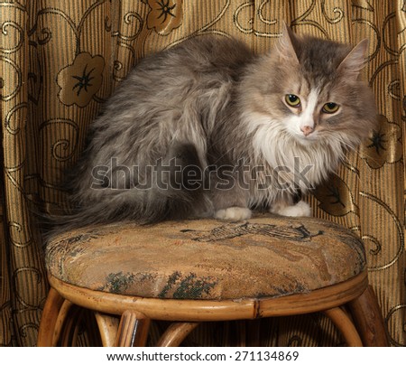 Fluffy gray and white cat sitting on stool on background of curtains