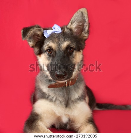 Black and red dog with blue ribbons lying on red background