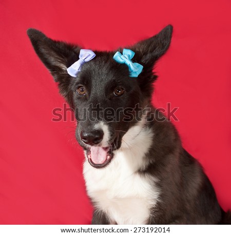 Black and white dog with blue ribbons lying on red background