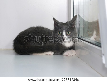 Grey and white kitten lying on white window sill