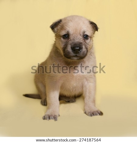 Little yellow puppy sits on yellow background