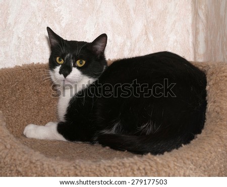 Black and white cat lies on brown scratching posts