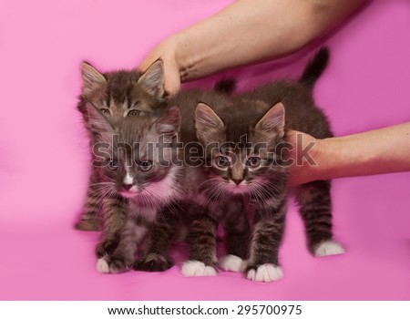 Three fluffy tabby and white Siberian kitten standing on pink background