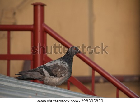 Pigeon sitting on red stairs and yellow wall background