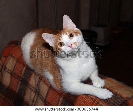 Red and white cat lying on back chair checkered