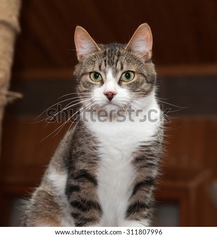 Grey tabby cat and kittens to sit on scratching post