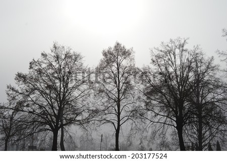 Foggy sunlight through trees, Terezin