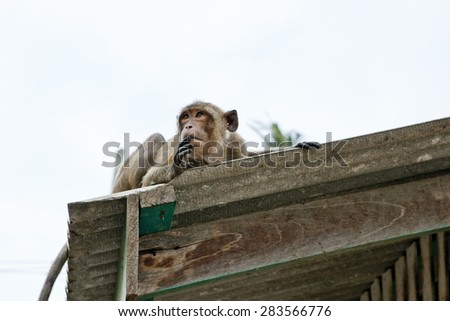 thinking monkey, wildlife in Thailand