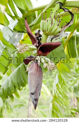 banana tree with flower and bunches of bananas, plantation in Thailand