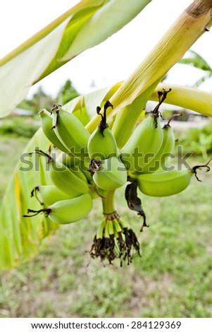 banana tree with bunch of bananas, plantation in Thailand