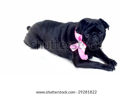 Black Pug with pink bow on neck