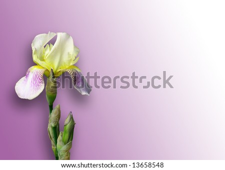 Light beautiful flower of an iris on a background of lilac color.