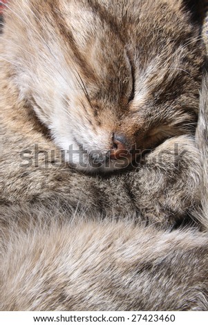 Sleeping cat blindly and a fluffy striped skin.
