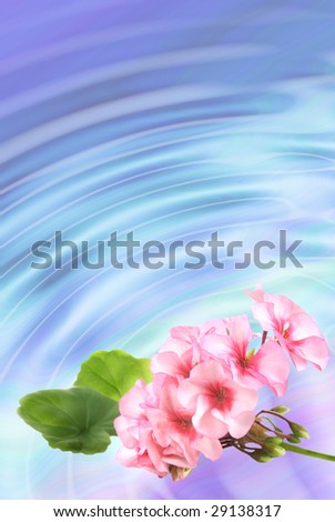 Background with pink colors of a geranium and place for the text.