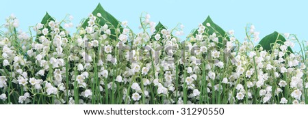 Flowers and leaves of a lily of the valley on a blue background.