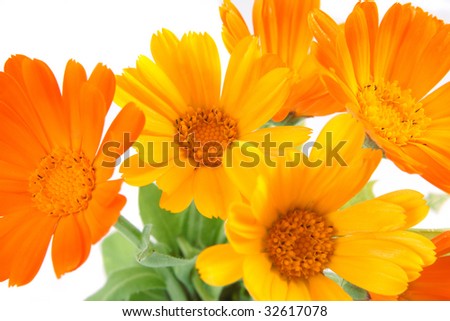 The orange and yellow flowers of calendula by large plan.