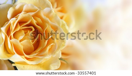 Background with a yellow rose and a place for the text.