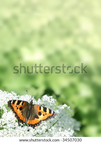 Background with the butterfly on a flower and a place for the text.