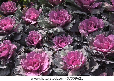 Bed from decorative cabbage of lilac color.