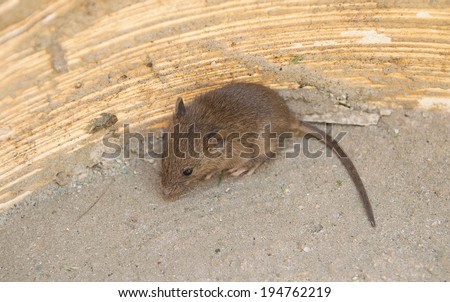 Wild wood mouse sitting