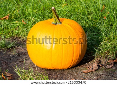 pumpkin and foliage leaves and Autumn season decoration