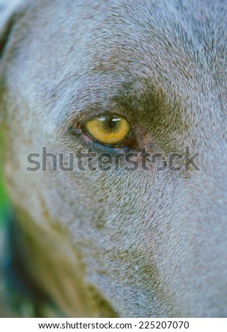 Dog eyes - weymaraner vizsla