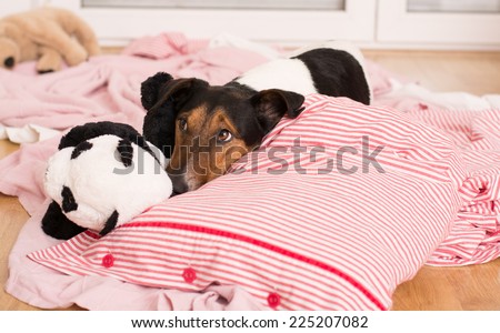 Cute dog sleeping in bed with toys