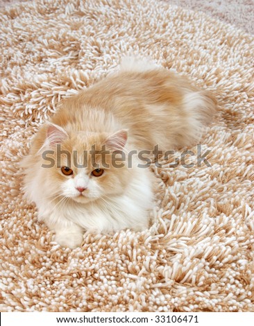 big red fluffy Persian cat on the shaggy carpet