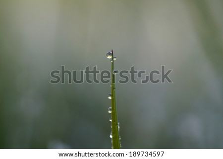 Water drops on a blade of grass, after rain