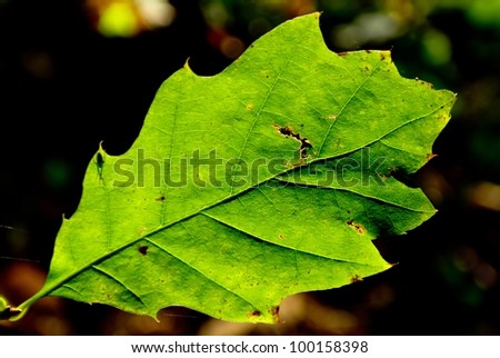 Natural imperfection, damaged leaf on the blurred warm colored background