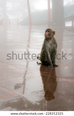 Small thief, macaque monkey in Shimla Jakhoo monkey temple