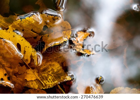Yellow leaves fallen into a puddle in autumn