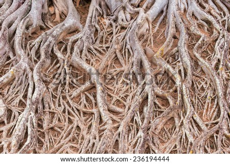 Root of tree texture.