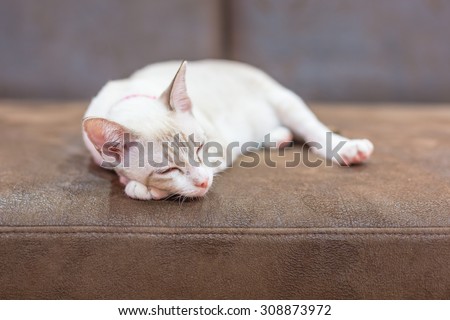 A beautiful cat lie down on a sofa.