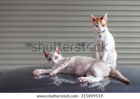 One cat lying down and one cat sitting on the car roof in the garage, focus on sitting cat.