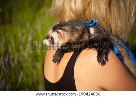 ferret on the shoulder of his mistress in the sunset