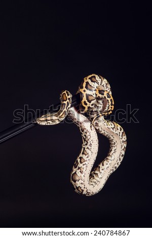 tiger python, black and yellow, against black  background. Female Pastel calico Python, Royal python or ball python,
