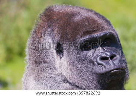 Male Lowland Gorilla Portrait