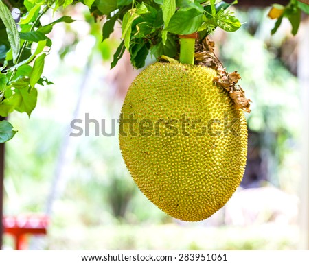 Jackfruit the luscious fruit of the world.