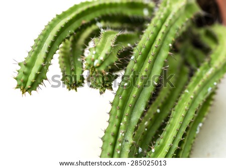 The small cactus leaf.